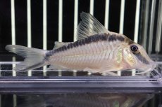 画像1: 【淡水魚】【通販】コリドラス ナルキッスス ワイルド【1匹】( ±4cm)（生体）【コリドラス】（熱帯魚）NKCR (1)