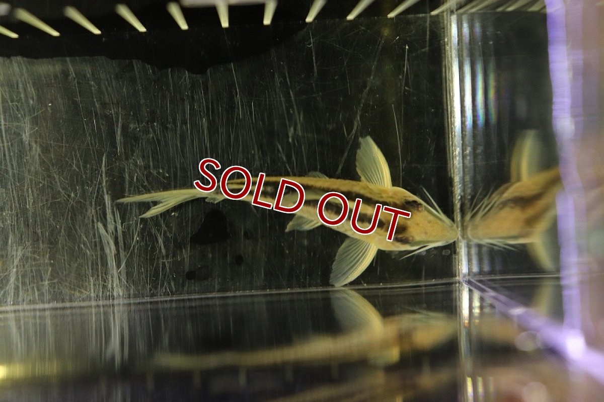 画像2: 【淡水魚】コリドラス ナルキッスス ワイルド【1匹】( ±4cm)（生体）【コリドラス】（熱帯魚）NKCR (2)