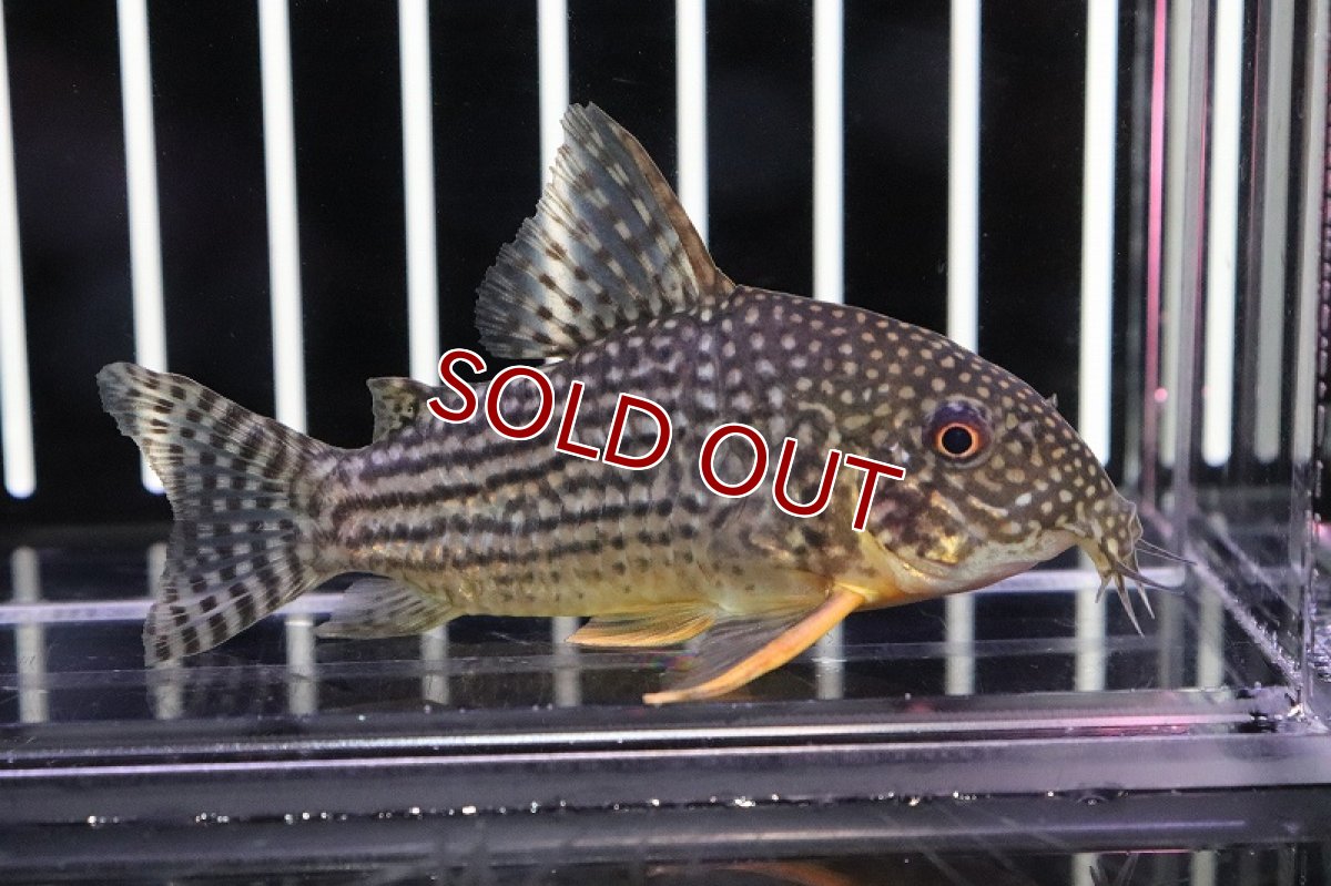 画像1: 【淡水魚】久々に入荷 コリドラス ステルバイ ワイルド【1匹 サンプル画像】( ±3-4cm)（生体）【コリドラス】（熱帯魚）NKCR (1)