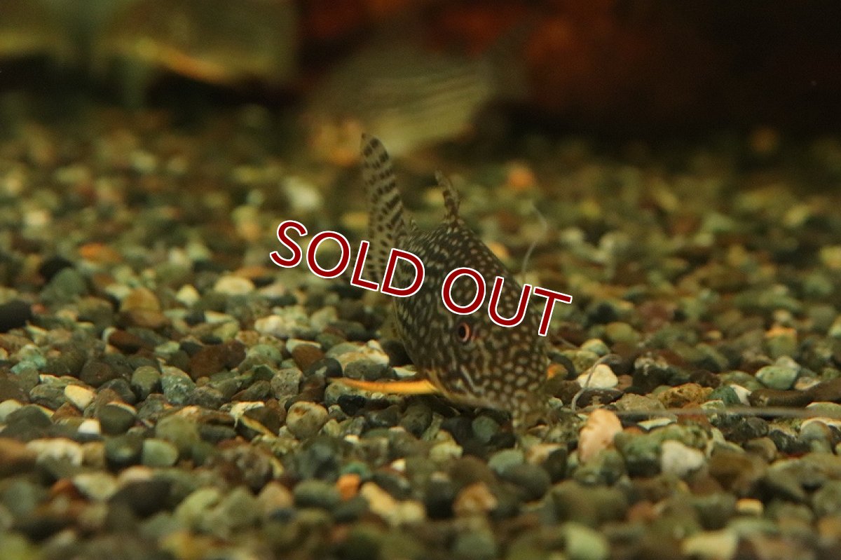 画像2: 【淡水魚】久々に入荷 コリドラス ステルバイ ワイルド【1匹 サンプル画像】( ±3-4cm)（生体）【コリドラス】（熱帯魚）NKCR (2)