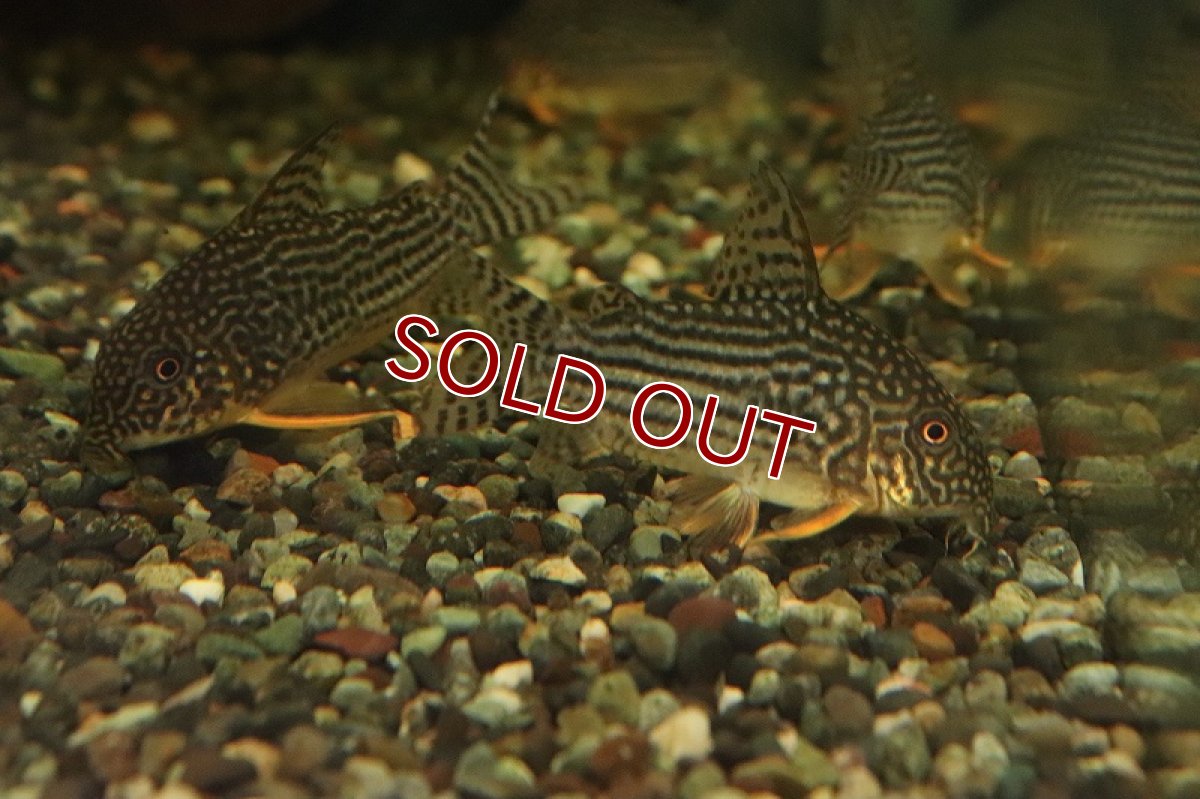 画像3: 【淡水魚】久々に入荷 コリドラス ステルバイ ワイルド【1匹 サンプル画像】( ±3-4cm)（生体）【コリドラス】（熱帯魚）NKCR (3)