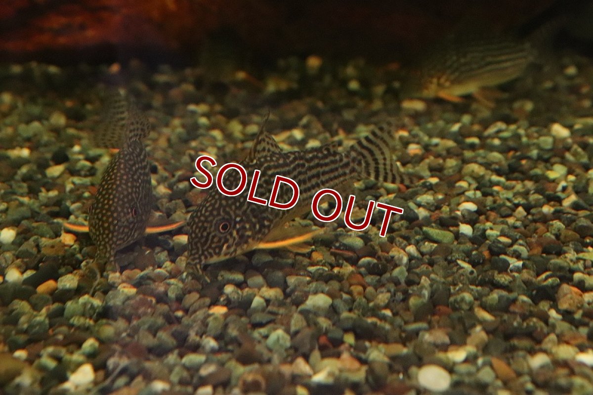 画像4: 【淡水魚】久々に入荷 コリドラス ステルバイ ワイルド【1匹 サンプル画像】( ±3-4cm)（生体）【コリドラス】（熱帯魚）NKCR (4)