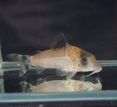 画像2: 【淡水魚】【通販】レア種　コリドラス コンディスキプルス オイヤポクリバー産 ワイルド ±6cm【1匹】（生体）【コリドラス】（熱帯魚）NKCR (2)