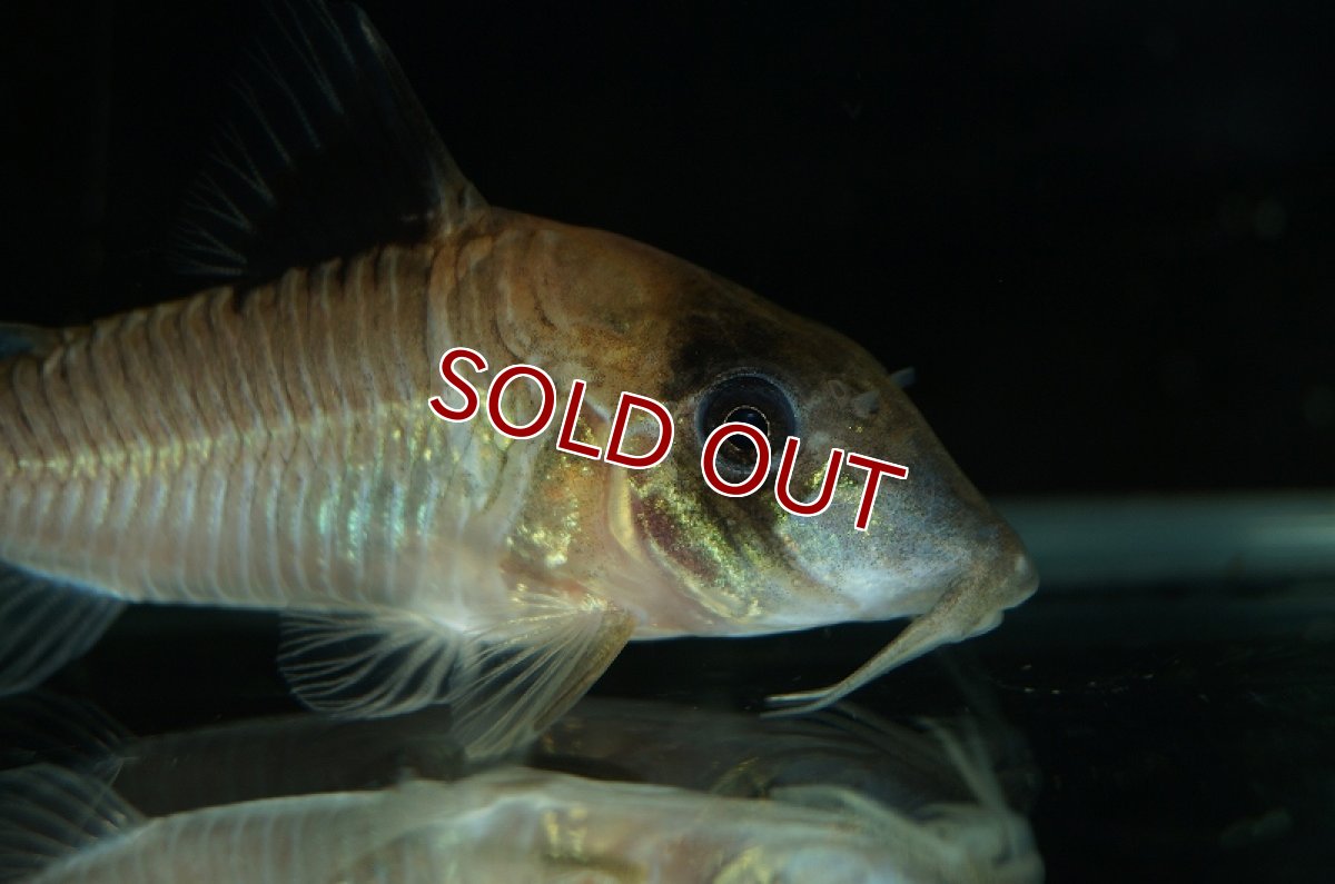 画像3: 【淡水魚】レア種　コリドラス コンディスキプルス オイヤポクリバー産 ワイルド ±6cm【1匹】（生体）【コリドラス】（熱帯魚）NKCR (3)