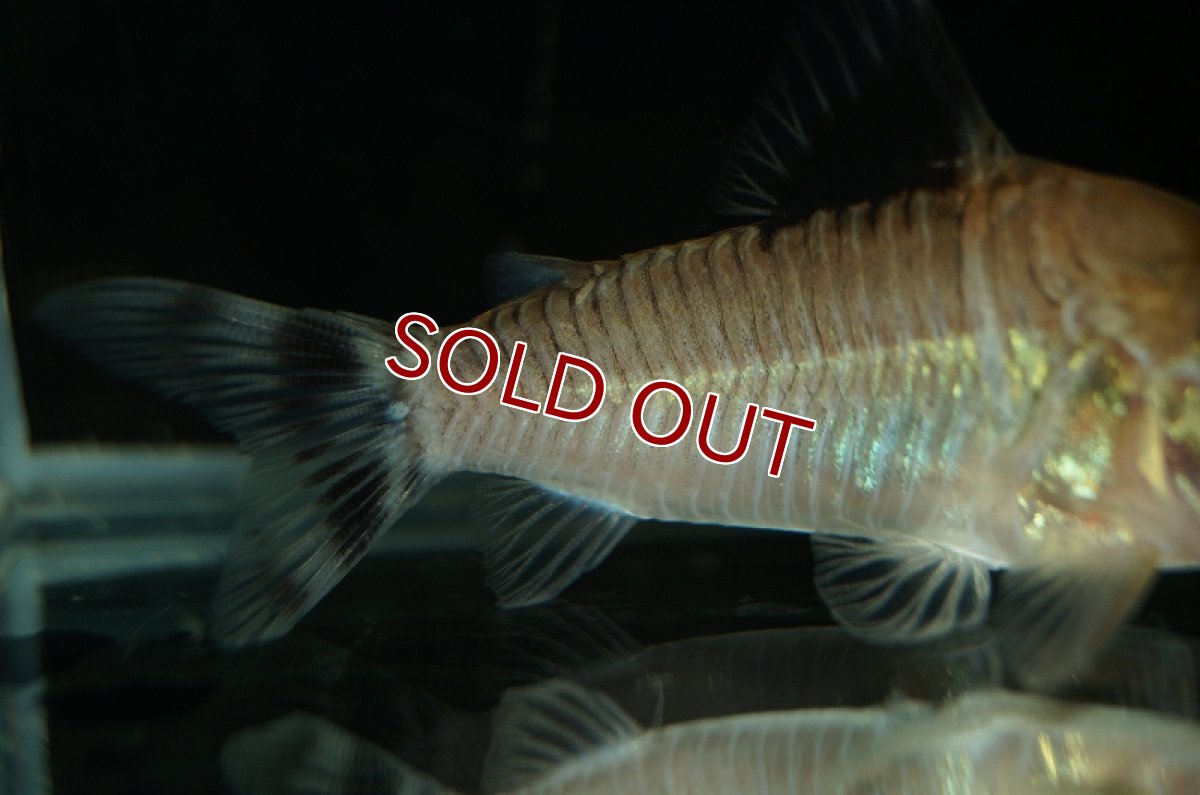 画像4: 【淡水魚】レア種　コリドラス コンディスキプルス オイヤポクリバー産 ワイルド ±6cm【1匹】（生体）【コリドラス】（熱帯魚）NKCR (4)