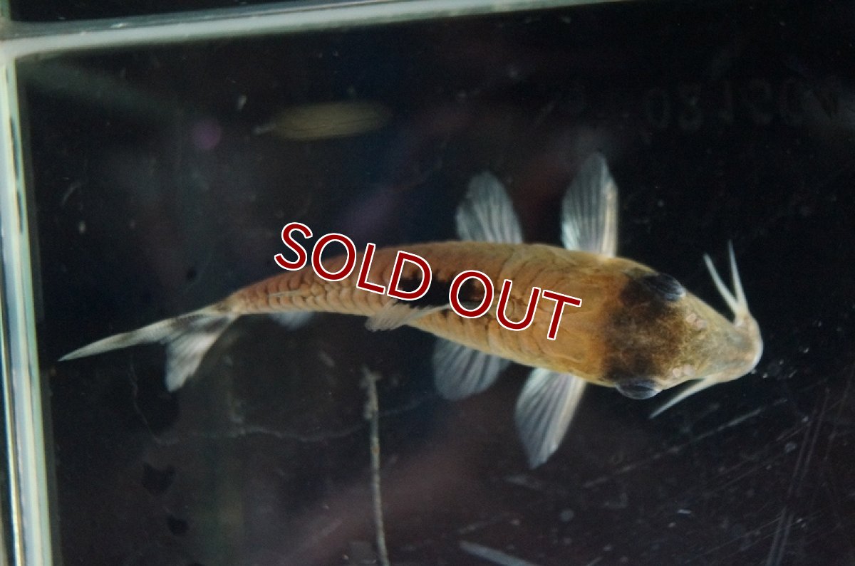 画像5: 【淡水魚】レア種　コリドラス コンディスキプルス オイヤポクリバー産 ワイルド ±6cm【1匹】（生体）【コリドラス】（熱帯魚）NKCR (5)