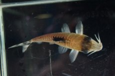 画像5: 【淡水魚】【通販】レア種　コリドラス コンディスキプルス オイヤポクリバー産 ワイルド ±6cm【1匹】（生体）【コリドラス】（熱帯魚）NKCR (5)