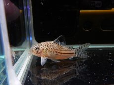 画像1: 【淡水魚】【通販】激安超大特価 コリドラス ジュリー コロンビア産 ワイルド【1匹 サンプル画像】( ±4-5cm)（生体）【コリドラス】（熱帯魚）NKCR (1)