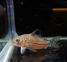 画像2: 【淡水魚】【通販】激安超大特価 コリドラス ジュリー コロンビア産 ワイルド【1匹 サンプル画像】( ±4-5cm)（生体）【コリドラス】（熱帯魚）NKCR (2)