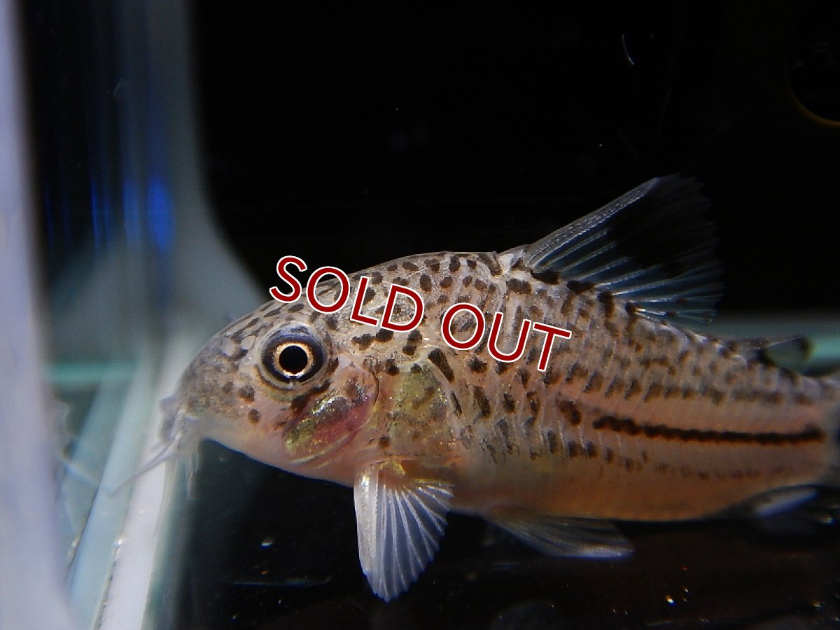 画像3: 【淡水魚】激安超大特価 コリドラス ジュリー コロンビア産 ワイルド【1匹 サンプル画像】( ±4-5cm)（生体）【コリドラス】（熱帯魚）NKCR (3)
