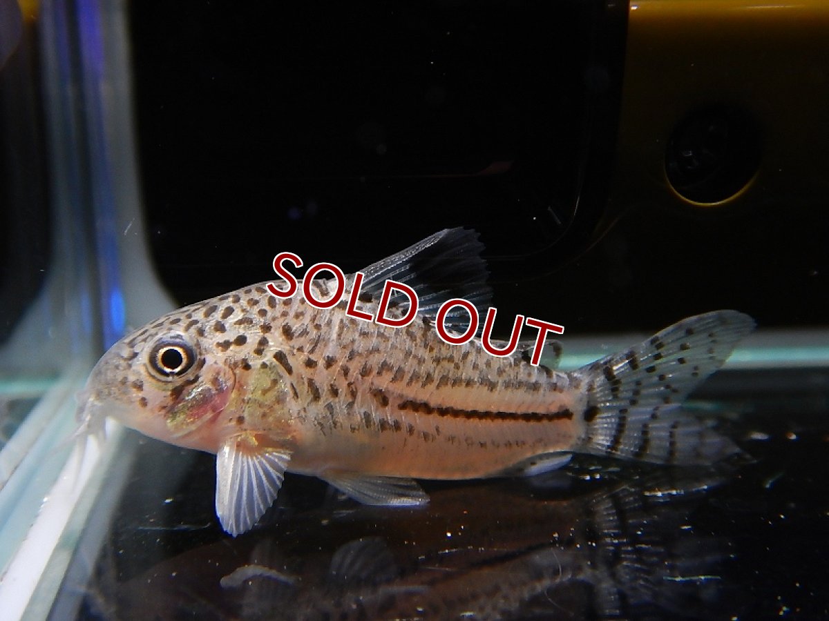 画像4: 【淡水魚】激安超大特価 コリドラス ジュリー コロンビア産 ワイルド【1匹 サンプル画像】( ±4-5cm)（生体）【コリドラス】（熱帯魚）NKCR (4)