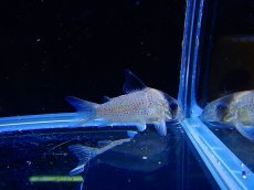 画像1: 【淡水魚】【通販】コリドラス ニュースーパーポタロエンシス ワイルド ネグロ産 ±4.5cm【1匹】（生体）【コリドラス】（熱帯魚）NKCR (1)