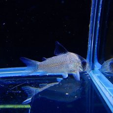 画像2: 【淡水魚】【通販】コリドラス ニュースーパーポタロエンシス ワイルド ネグロ産 ±4.5cm【1匹】（生体）【コリドラス】（熱帯魚）NKCR (2)