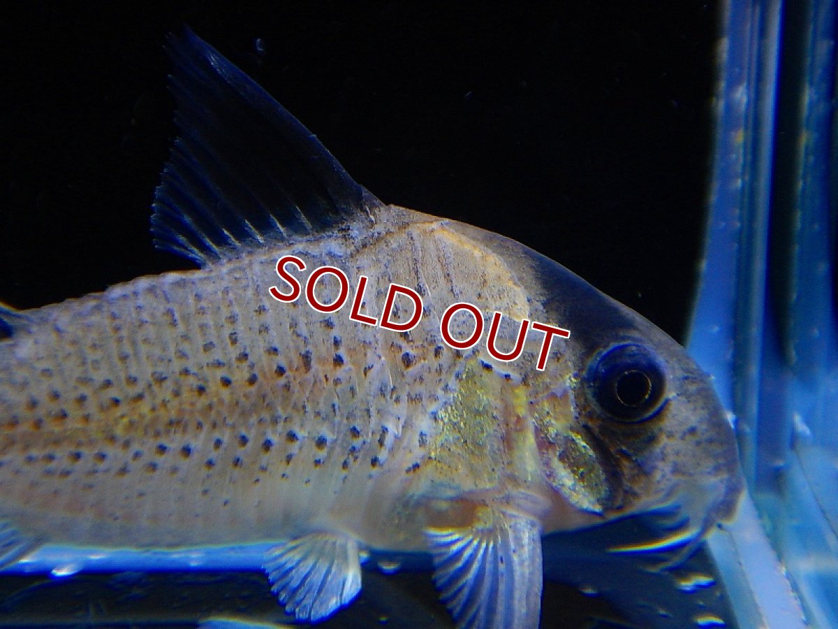 画像3: 【淡水魚】コリドラス ニュースーパーポタロエンシス ワイルド ネグロ産 ±4.5cm【1匹】（生体）【コリドラス】（熱帯魚）NKCR (3)