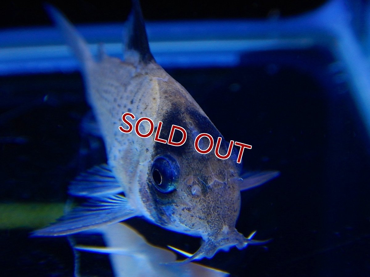 画像4: 【淡水魚】コリドラス ニュースーパーポタロエンシス ワイルド ネグロ産 ±4.5cm【1匹】（生体）【コリドラス】（熱帯魚）NKCR (4)