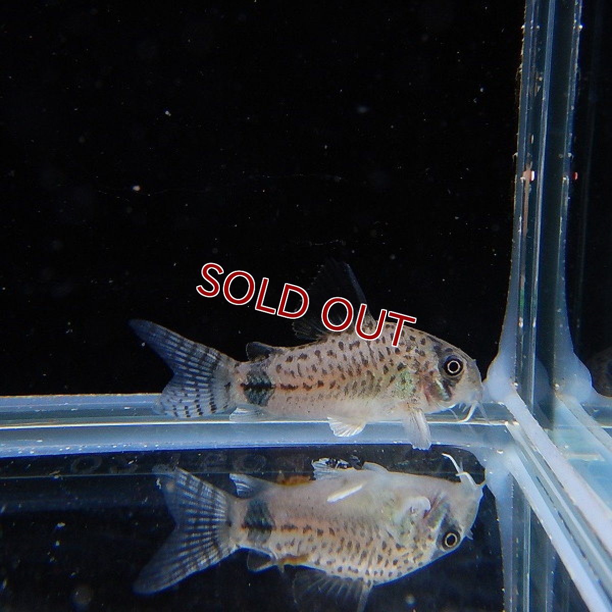 画像2: 【淡水魚】ハイブリット コリドラス ジュリパン（ジュリー×パンダ） ±3cm【1匹】（生体）【コリドラス】（熱帯魚）NKCR (2)