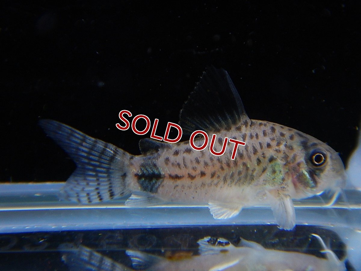 画像3: 【淡水魚】ハイブリット コリドラス ジュリパン（ジュリー×パンダ） ±3cm【1匹】（生体）【コリドラス】（熱帯魚）NKCR (3)