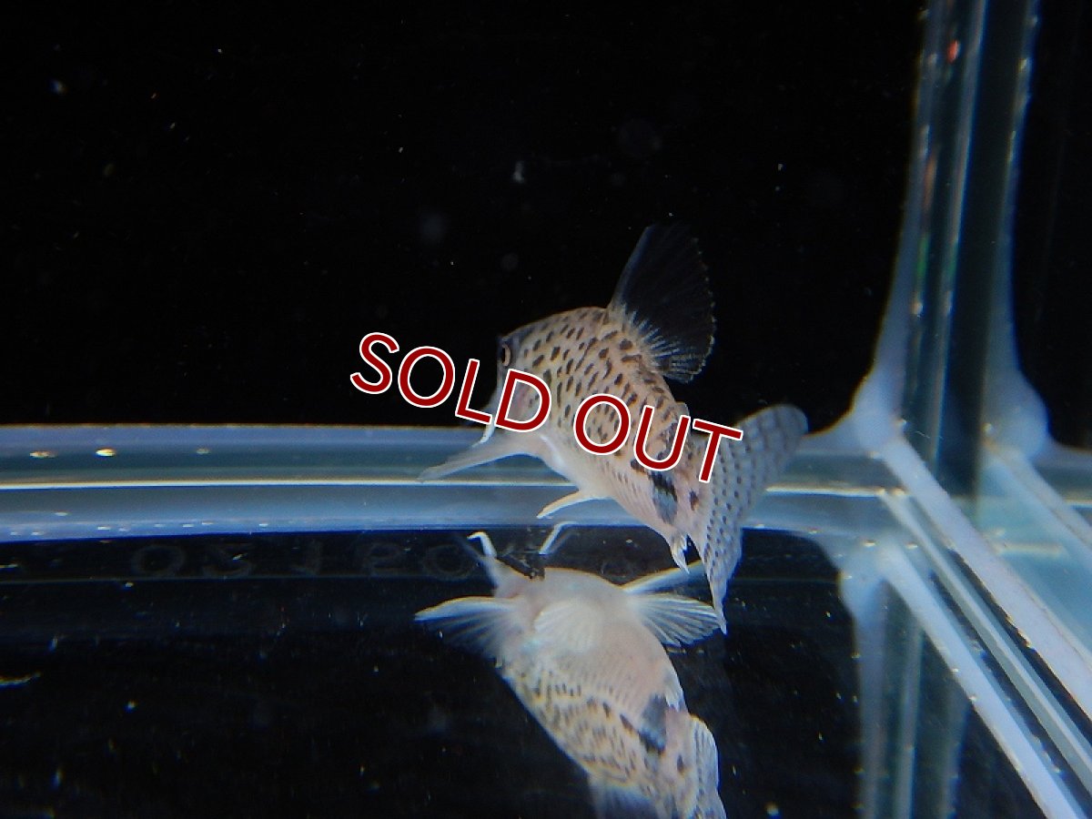 画像4: 【淡水魚】ハイブリット コリドラス ジュリパン（ジュリー×パンダ） ±3cm【1匹】（生体）【コリドラス】（熱帯魚）NKCR (4)