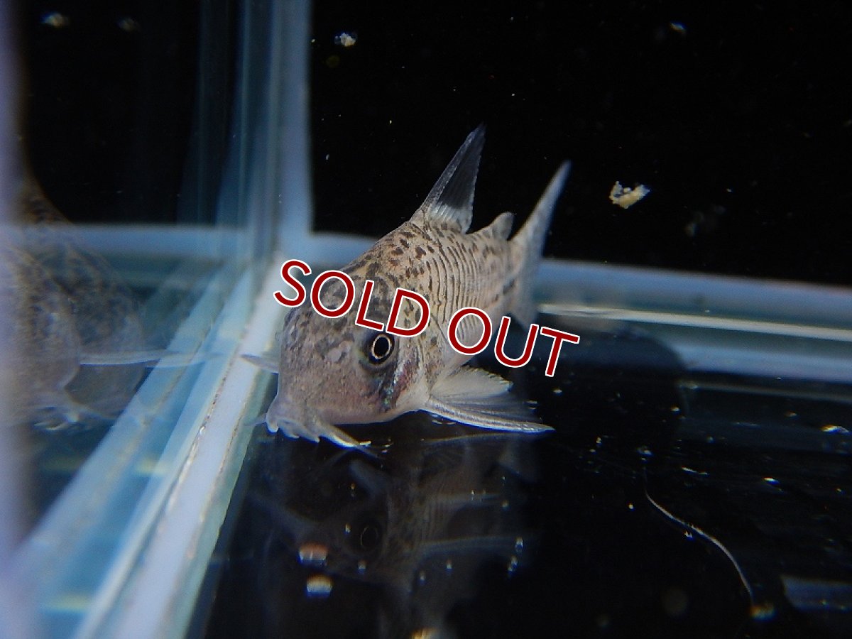 画像5: 【淡水魚】ハイブリット コリドラス ジュリパン（ジュリー×パンダ） ±3cm【1匹】（生体）【コリドラス】（熱帯魚）NKCR (5)