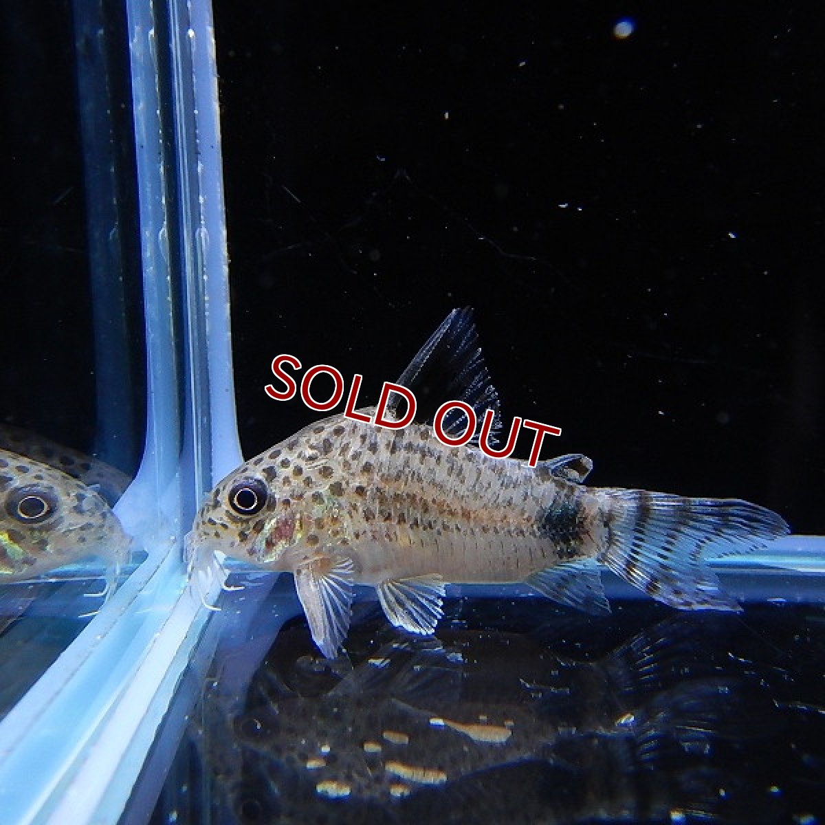 画像2: 【淡水魚】激レア ハイブリット コリドラス ブラックトップ カウディマキュラータス ワイルド ±4cm【1匹】（生体）【コリドラス】（熱帯魚）NKCR (2)