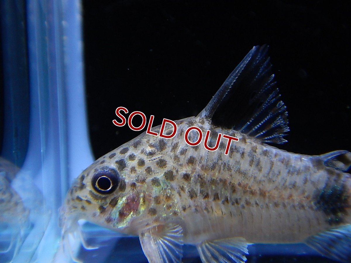 画像3: 【淡水魚】激レア ハイブリット コリドラス ブラックトップ カウディマキュラータス ワイルド ±4cm【1匹】（生体）【コリドラス】（熱帯魚）NKCR (3)