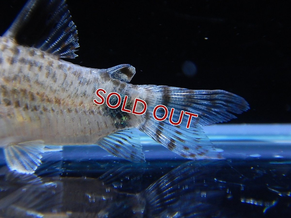 画像4: 【淡水魚】激レア ハイブリット コリドラス ブラックトップ カウディマキュラータス ワイルド ±4cm【1匹】（生体）【コリドラス】（熱帯魚）NKCR (4)