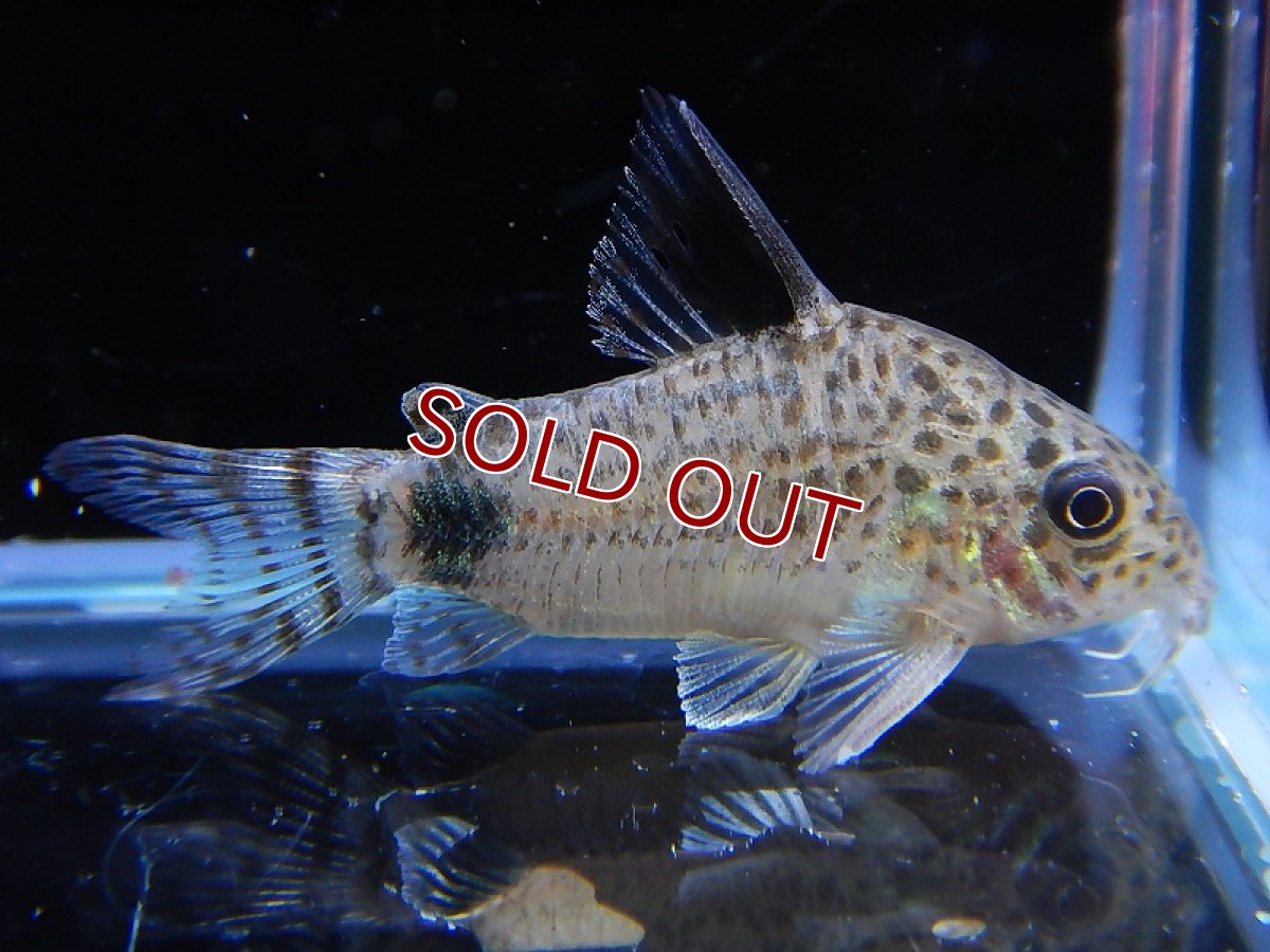 画像5: 【淡水魚】激レア ハイブリット コリドラス ブラックトップ カウディマキュラータス ワイルド ±4cm【1匹】（生体）【コリドラス】（熱帯魚）NKCR (5)