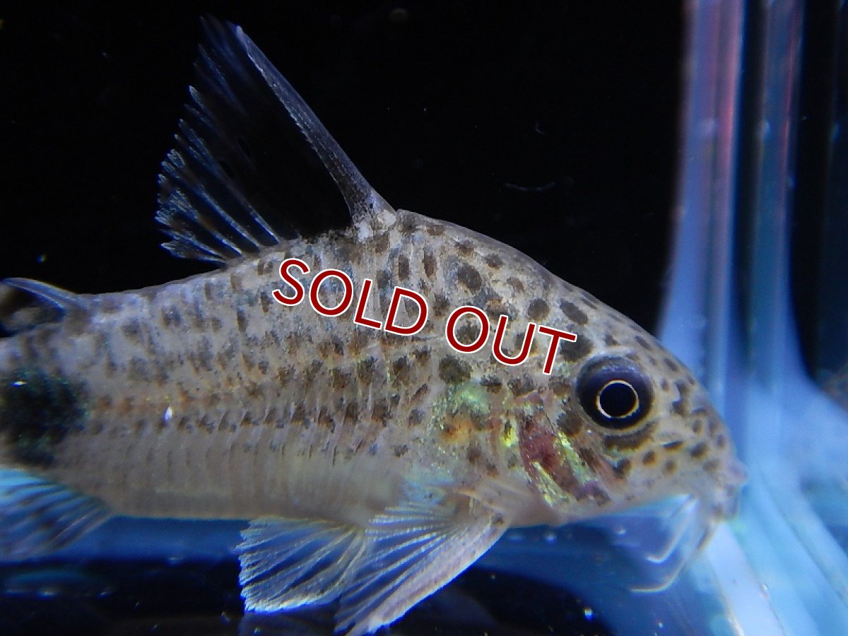 画像6: 【淡水魚】激レア ハイブリット コリドラス ブラックトップ カウディマキュラータス ワイルド ±4cm【1匹】（生体）【コリドラス】（熱帯魚）NKCR (6)