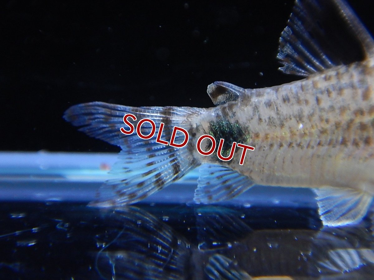 画像7: 【淡水魚】激レア ハイブリット コリドラス ブラックトップ カウディマキュラータス ワイルド ±4cm【1匹】（生体）【コリドラス】（熱帯魚）NKCR (7)