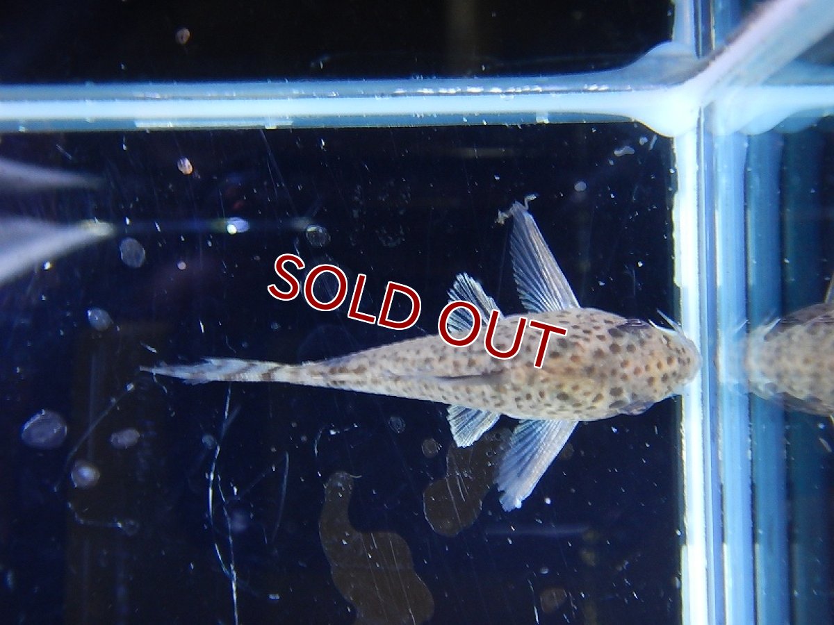 画像8: 【淡水魚】激レア ハイブリット コリドラス ブラックトップ カウディマキュラータス ワイルド ±4cm【1匹】（生体）【コリドラス】（熱帯魚）NKCR (8)