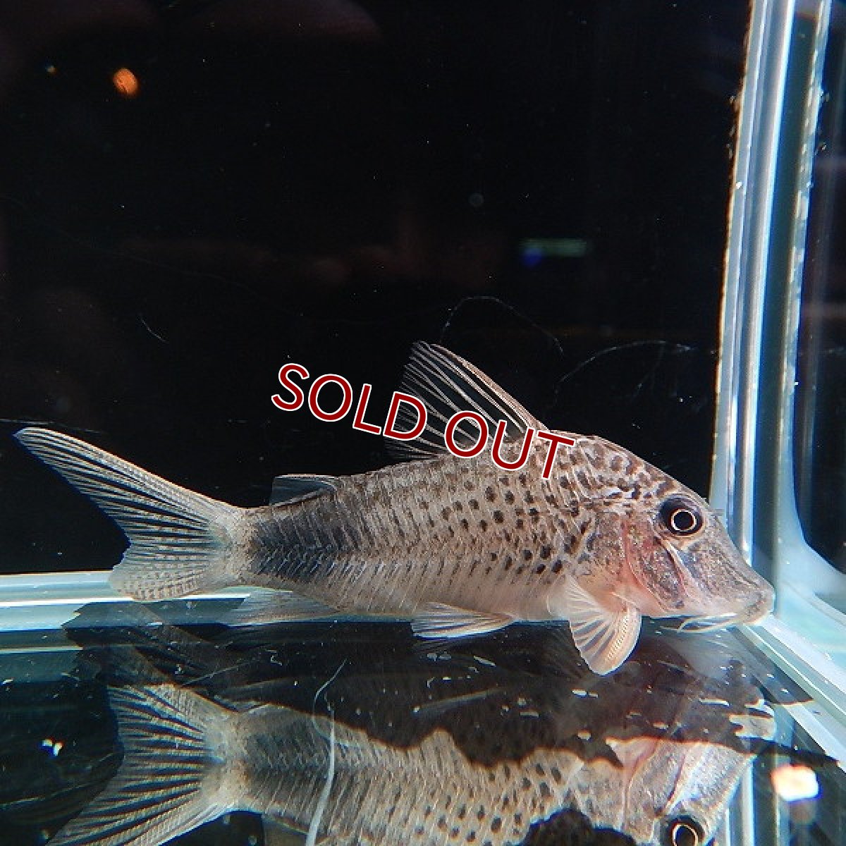 画像2: 【淡水魚】コリドラス オーラスティグマII イガラッペ カンブレ産 ワイルド【１匹】( ±4-5cm)(コリドラス)【コリドラス】（熱帯魚）NKCR (2)