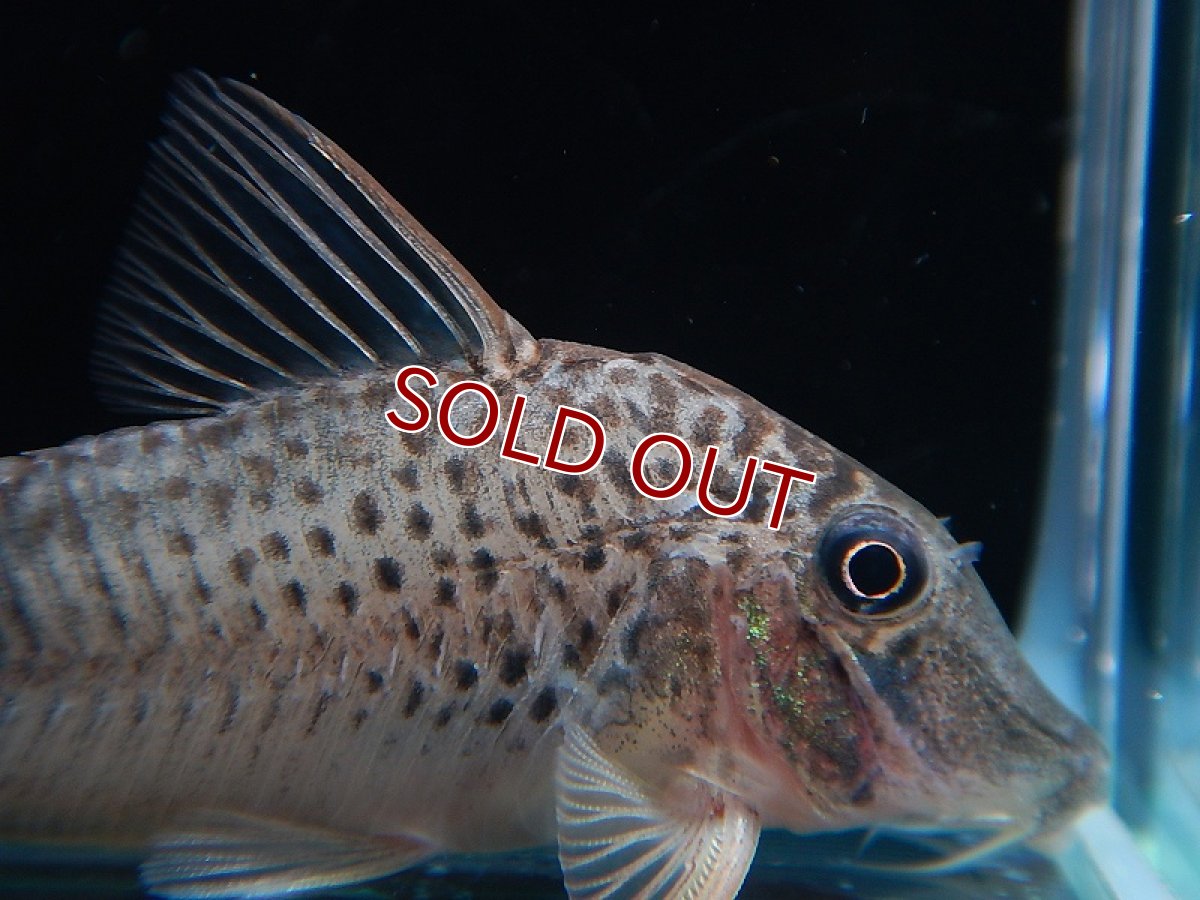 画像3: 【淡水魚】コリドラス オーラスティグマII イガラッペ カンブレ産 ワイルド【１匹】( ±4-5cm)(コリドラス)【コリドラス】（熱帯魚）NKCR (3)