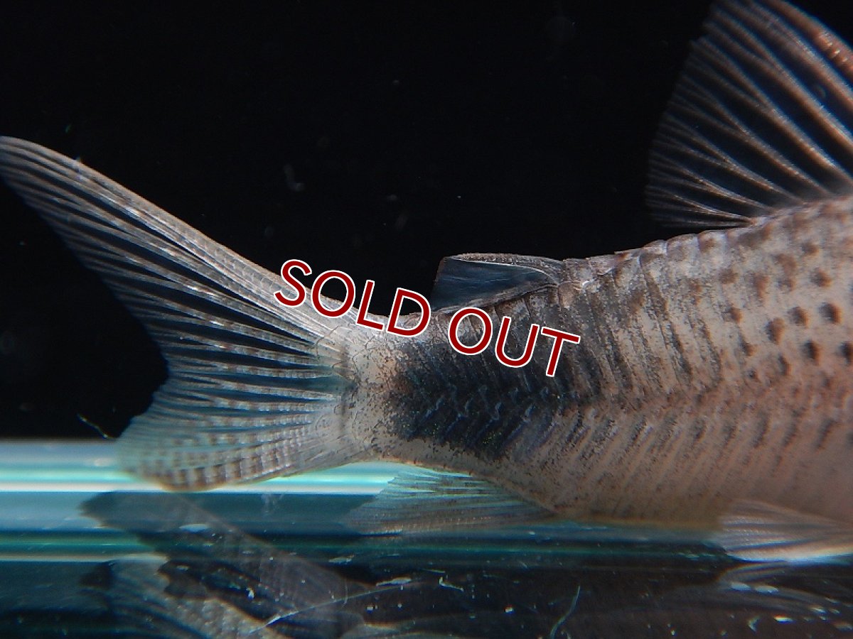 画像4: 【淡水魚】コリドラス オーラスティグマII イガラッペ カンブレ産 ワイルド【１匹】( ±4-5cm)(コリドラス)【コリドラス】（熱帯魚）NKCR (4)