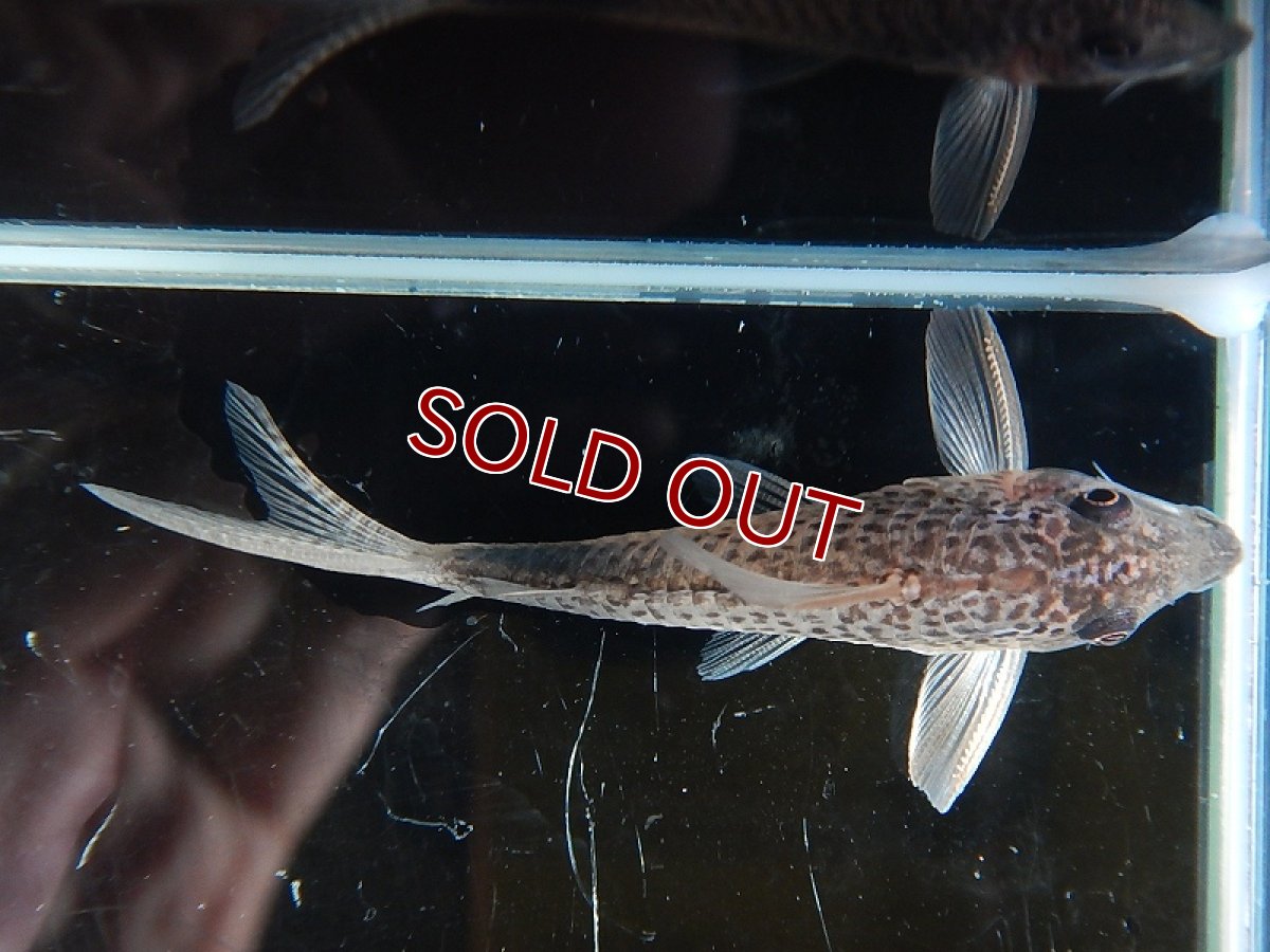 画像5: 【淡水魚】コリドラス オーラスティグマII イガラッペ カンブレ産 ワイルド【１匹】( ±4-5cm)(コリドラス)【コリドラス】（熱帯魚）NKCR (5)