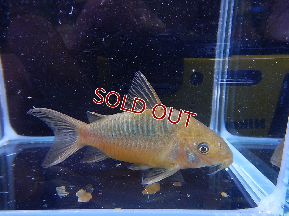画像1: 【淡水魚】【通販】コリドラス パンタナルエンシス ワイルド【1匹 サンプル画像】( ±5-6cm)（生体）【コリドラス】（熱帯魚）NKCR (1)