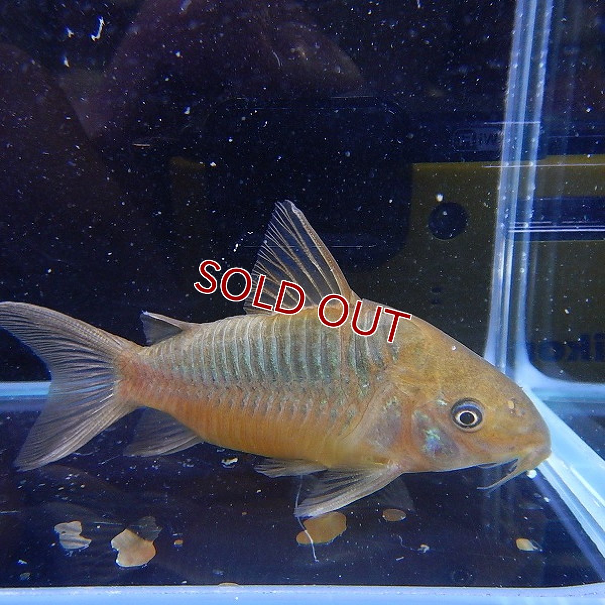 画像2: 【淡水魚】【通販】コリドラス パンタナルエンシス ワイルド【1匹 サンプル画像】( ±5-6cm)（生体）【コリドラス】（熱帯魚）NKCR (2)