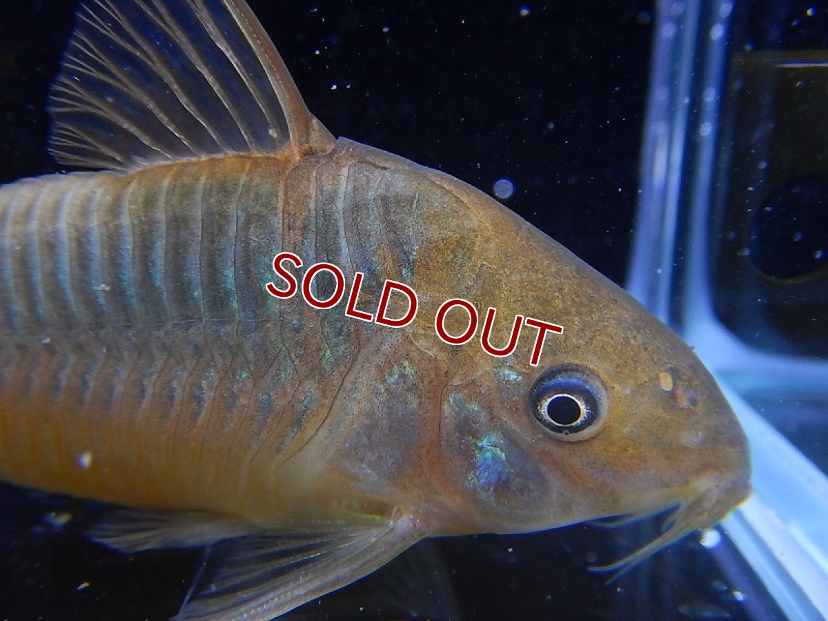 画像3: 【淡水魚】【通販】コリドラス パンタナルエンシス ワイルド【1匹 サンプル画像】( ±5-6cm)（生体）【コリドラス】（熱帯魚）NKCR (3)