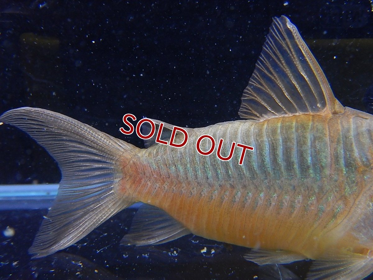 画像4: 【淡水魚】【通販】コリドラス パンタナルエンシス ワイルド【1匹 サンプル画像】( ±5-6cm)（生体）【コリドラス】（熱帯魚）NKCR (4)