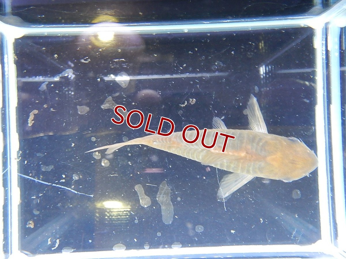 画像5: 【淡水魚】【通販】コリドラス パンタナルエンシス ワイルド【1匹 サンプル画像】( ±5-6cm)（生体）【コリドラス】（熱帯魚）NKCR (5)