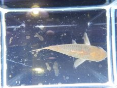 画像5: 【淡水魚】【通販】特価 コリドラス パンタナルエンシス ワイルド【1匹 サンプル画像】( ±4-6cm)（生体）【コリドラス】（熱帯魚）NKCR (5)