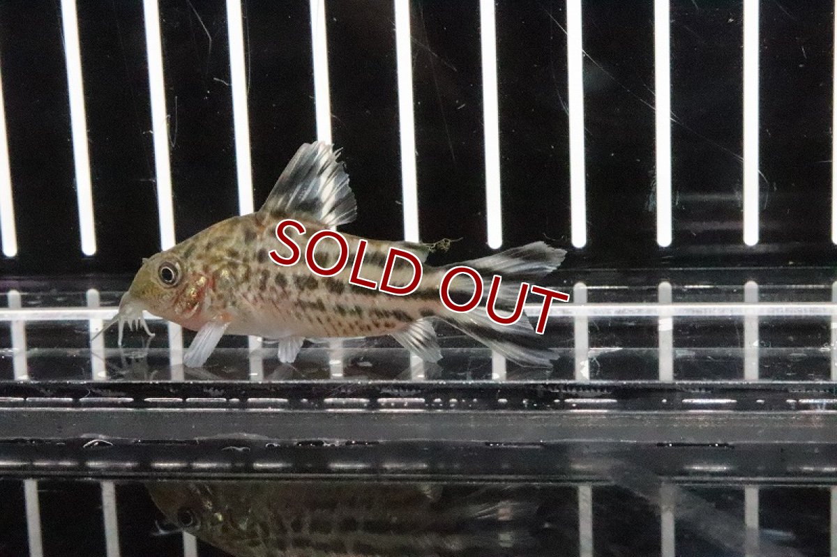 画像1: 【淡水魚】【通販】コリドラス ロビネアエ バルセロス産 ワイルド【1匹 サンプル画像】(±4-5cm )（生体）【コリドラス】（熱帯魚）NKCR (1)