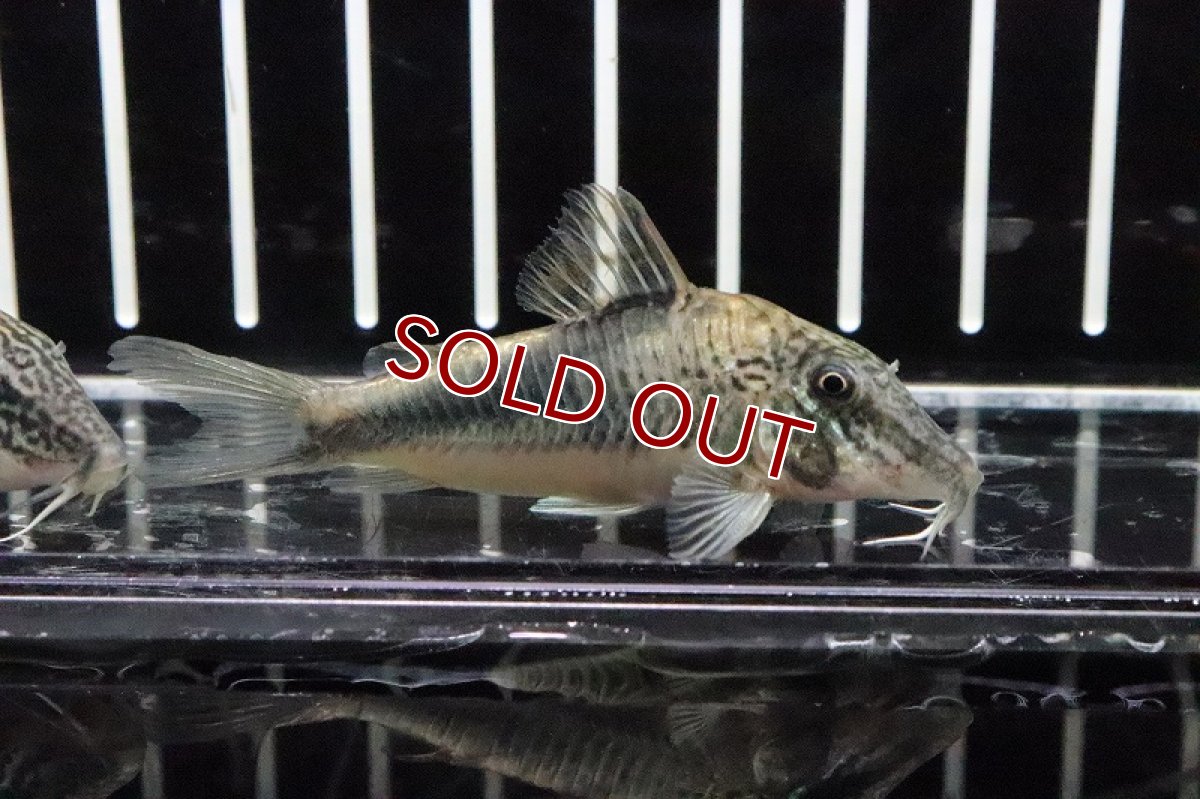 画像2: 【淡水魚】【通販】コリドラス ロビネアエ バルセロス産 ワイルド【1匹 サンプル画像】(±4-5cm )（生体）【コリドラス】（熱帯魚）NKCR (2)