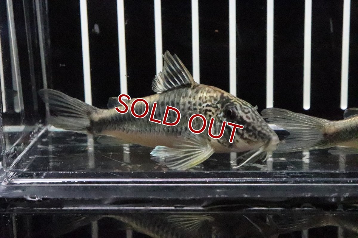 画像3: 【淡水魚】【通販】コリドラス ロビネアエ バルセロス産 ワイルド【1匹 サンプル画像】(±4-5cm )（生体）【コリドラス】（熱帯魚）NKCR (3)