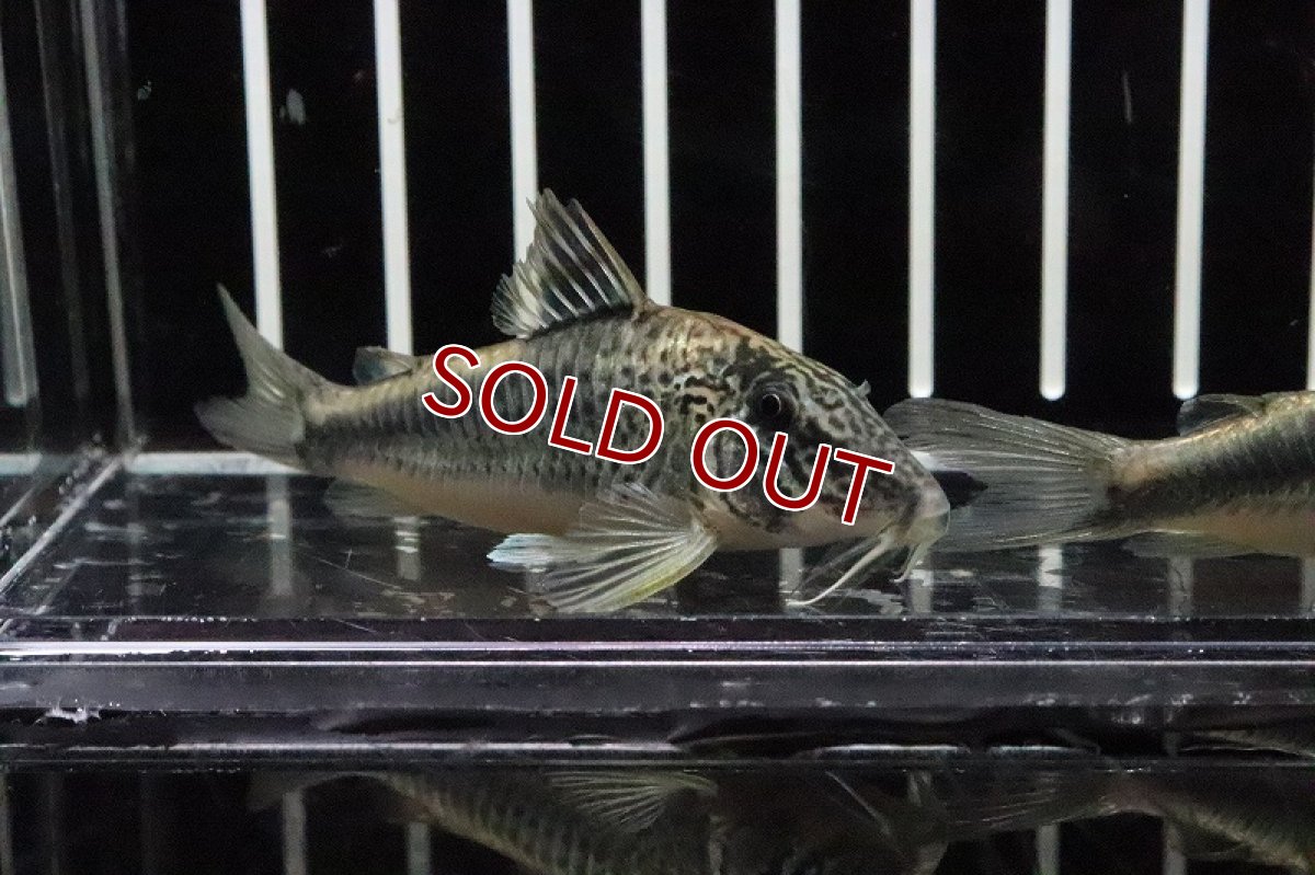 画像2: 【淡水魚】【通販】コリドラス  フォーレリー ワイルド【1匹 サンプル画像】(±6cm)（生体）【コリドラス】（熱帯魚）NKCR (2)