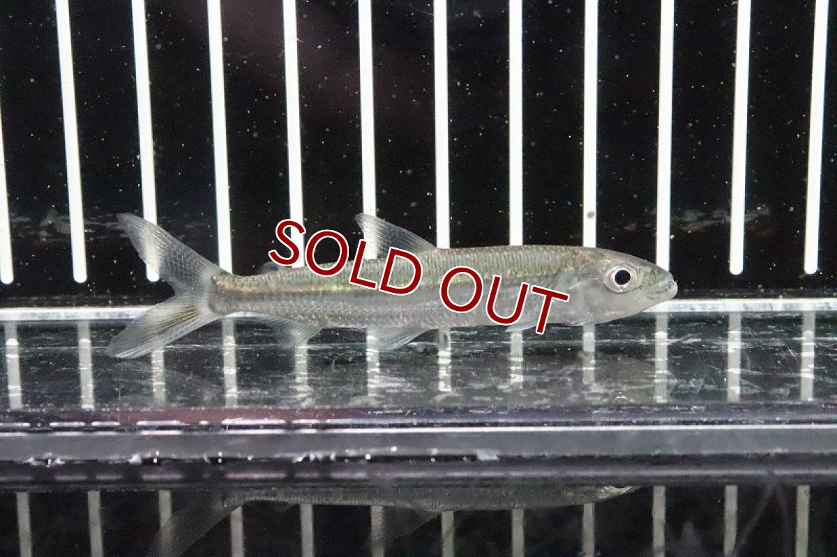 画像3: 【淡水魚】【通販】コリドラス  フォーレリー ワイルド【1匹 サンプル画像】(±6cm)（生体）【コリドラス】（熱帯魚）NKCR (3)