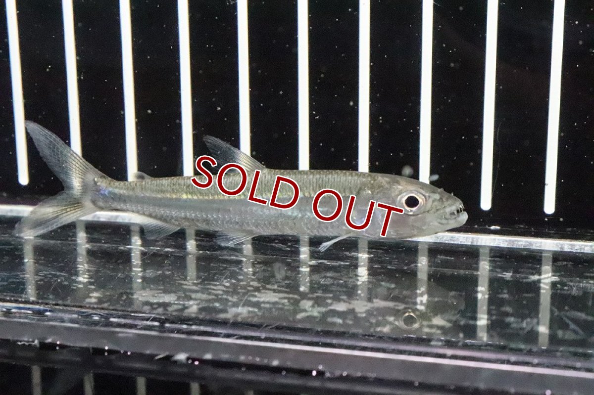 画像4: 【淡水魚】【通販】コリドラス  フォーレリー ワイルド【1匹 サンプル画像】(±6cm)（生体）【コリドラス】（熱帯魚）NKCR (4)