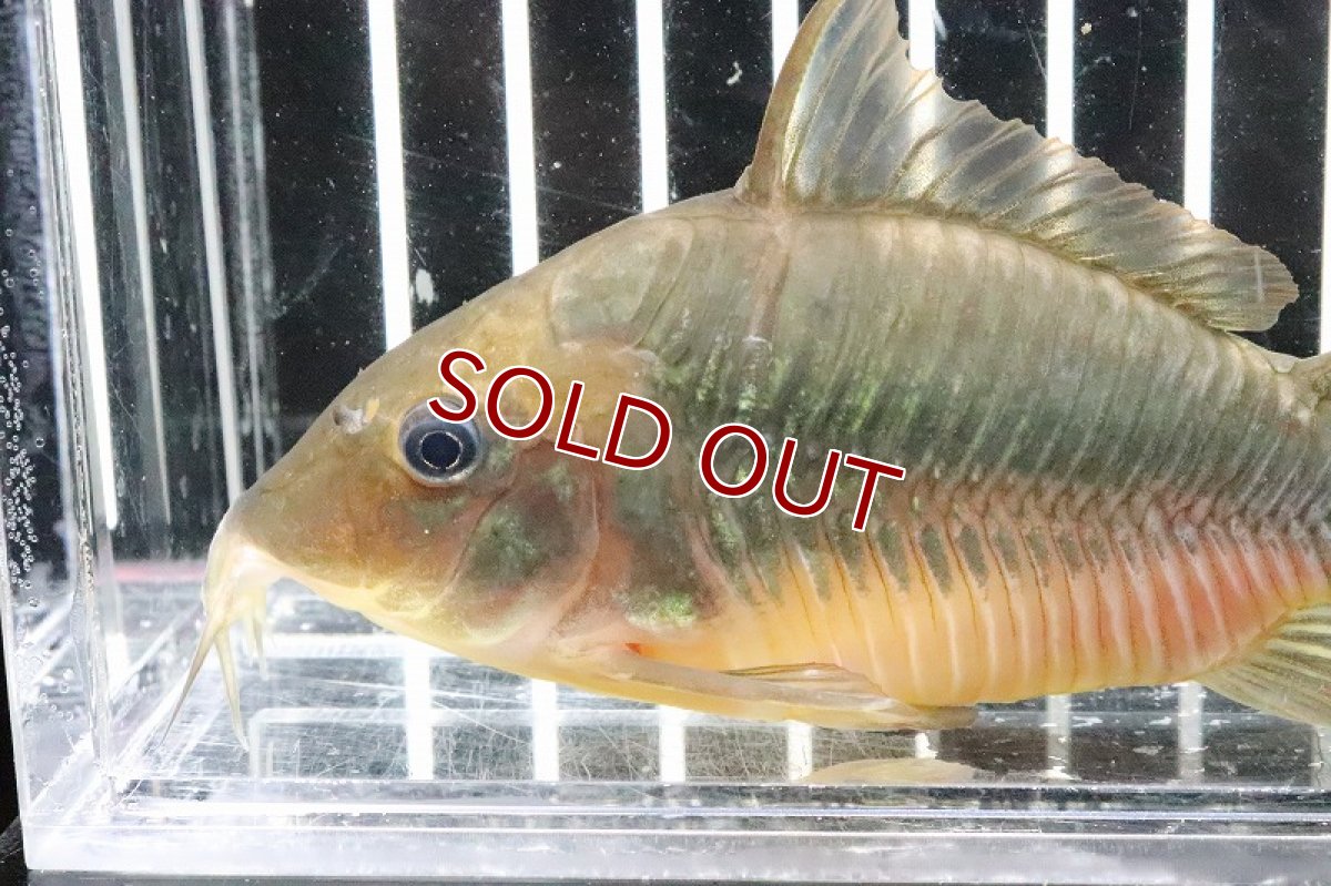 画像2: 【淡水魚】レア種 ビッグサイズ ブロキス ブリスキー パンタナール産 ワイルド 【1匹】(9-10cm)（生体）　(コリドラス)（熱帯魚）NKCR (2)