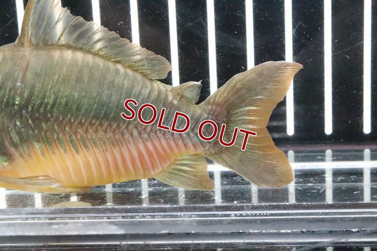 画像3: 【淡水魚】レア種 ビッグサイズ ブロキス ブリスキー パンタナール産 ワイルド 【1匹】(9-10cm)（生体）　(コリドラス)（熱帯魚）NKCR (3)