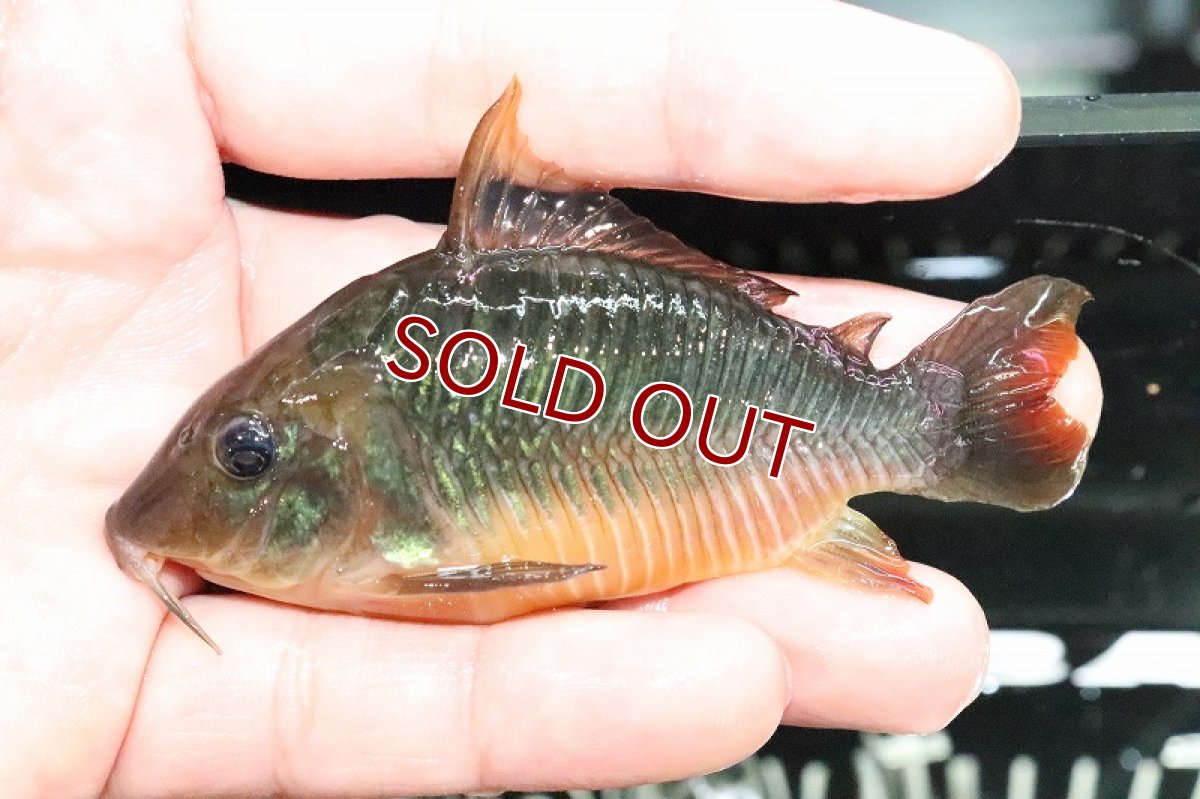 画像4: 【淡水魚】レア種 ビッグサイズ ブロキス ブリスキー パンタナール産 ワイルド 【1匹】(9-10cm)（生体）　(コリドラス)（熱帯魚）NKCR (4)