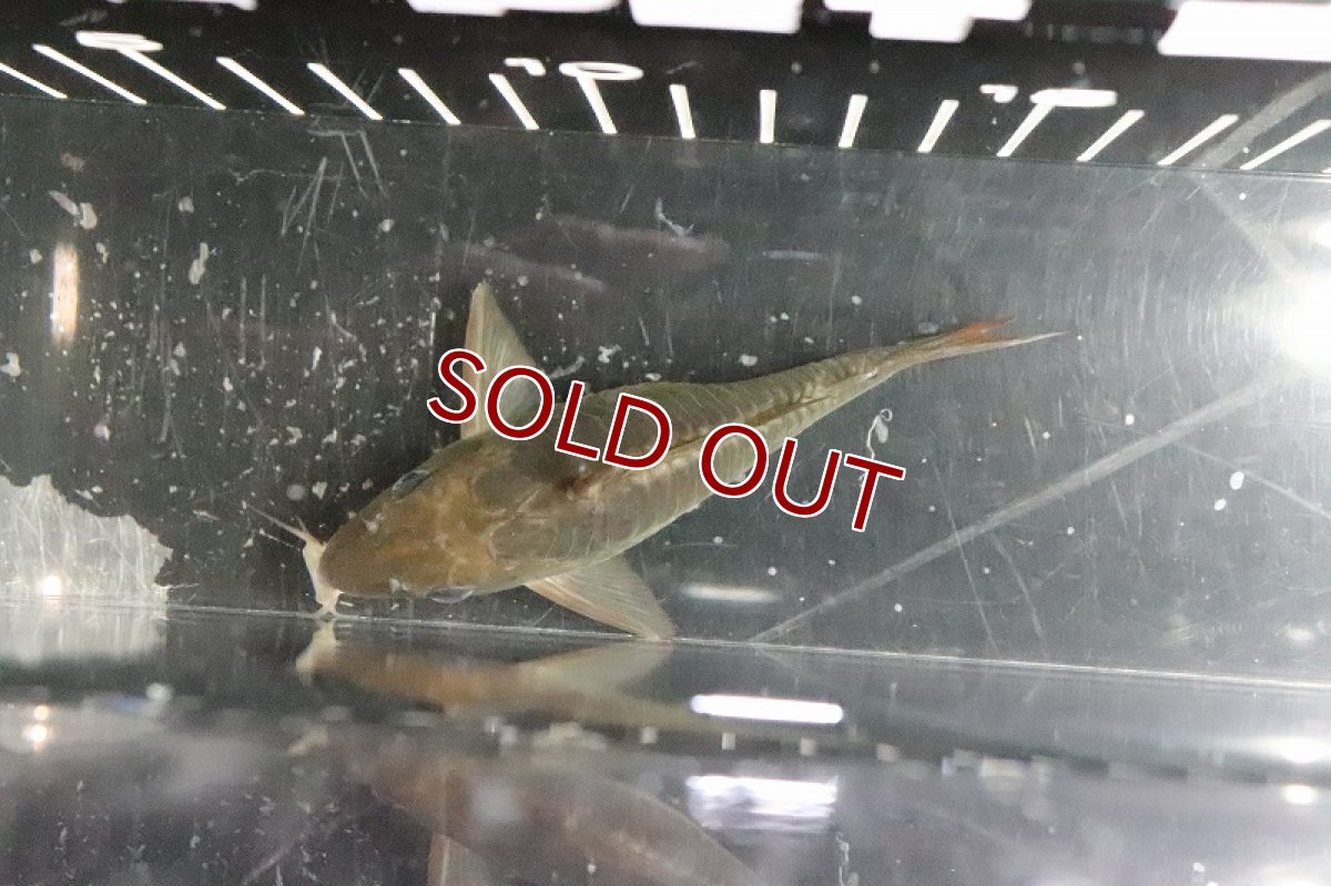 画像5: 【淡水魚】レア種 ビッグサイズ ブロキス ブリスキー パンタナール産 ワイルド 【1匹】(9-10cm)（生体）　(コリドラス)（熱帯魚）NKCR (5)